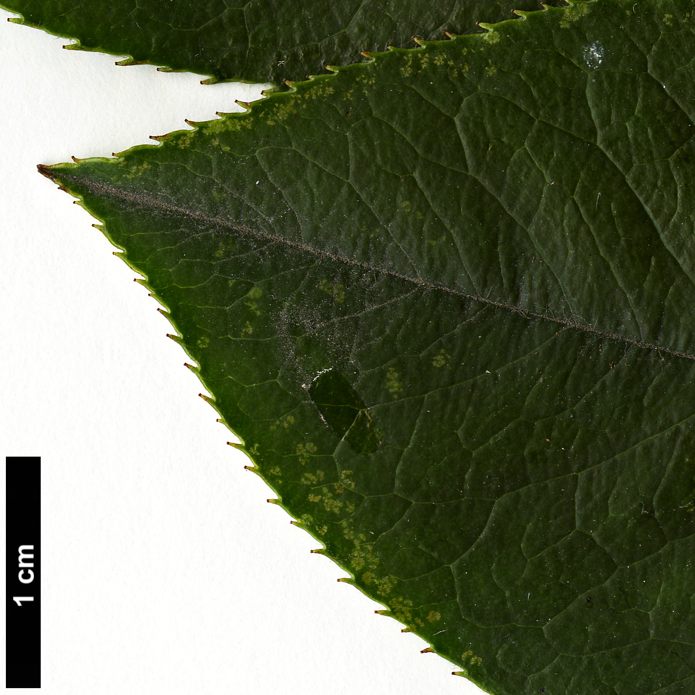 High resolution image: Family: Rosaceae - Genus: Pseudocydonia - Taxon: sinensis